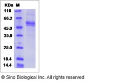 Sino Biological Human FNDC4 / FRCP1 Protein (ECD, Fc Tag) 100ug, Quantity: