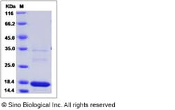 Sino Biological Recombinant Human MAGOH Protein (His Tag), Quantity: Each
