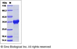 Sino Biological Recombinant Human Livin/BIRC7 Protein (His Tag), Quantity: