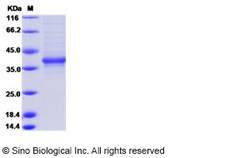 Sino Biological Recombinant Human FAM150A Protein (mFc Tag), HPLC-verified,