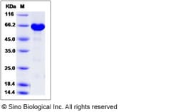 Sino Biological Human ERK3 / MAPK12 / P38-gamma Protein (His & GST Tag)