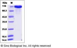 Sino Biological Recombinant Human Neurofascin Protein (His Tag), HPLC-verified,