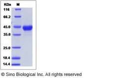 Sino Biological Human MCEMP1 / C19orf59 Protein (Fc Tag) 100ug, Quantity: