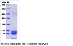 Sino Biological Recombinant Human Motilin Protein (His Tag), Quantity: