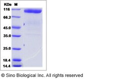 Sino Biological Recombinant Human Gliomedin Protein (ECD, hFc Tag), Quantity: