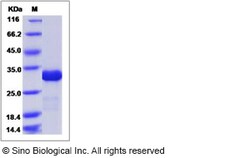 Sino Biological Human IMP1 / IMPA1 Protein (His Tag) 100ug, Quantity: Each