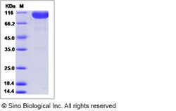 Sino Biological Recombinant Human ILT2/LILRB1 Protein (ECD, hFc Tag), HPLC-verified,