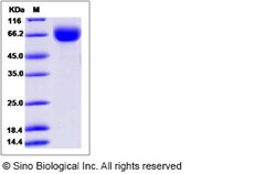 Sino Biological Human LILRB1 / CD85 / ILT2 / ILR1 Protein (ECD, His Tag)