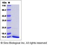 Sino Biological Recombinant Human CISD1 Protein (His Tag), Quantity: Each