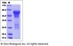 Sino Biological Recombinant Human Draxin Protein (His Tag), Quantity: Each