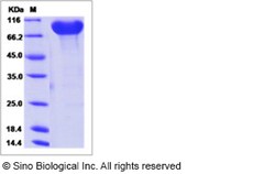 Sino Biological Human CADM4 / IGSF4C / NECL-4 Protein (Fc Tag) 50ug, Quantity: