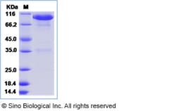Sino Biological Recombinant Human EphA8 Protein (hFc Tag), Quantity: Each