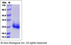 Sino Biological Recombinant Human Frizzled-10 Protein (His Tag), Quantity: