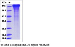 Sino Biological Human ICAM 5 / Intercellular adhesion molecule 5 Protein