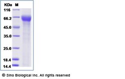 Sino Biological Recombinant Human ILT7/LILRA4 Protein (His Tag), HPLC-verified,