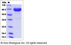 Sino Biological Human LILRA5 Protein (Fc Tag) 100ug, Quantity: Each of