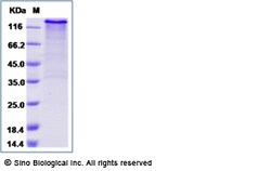 Sino Biological Recombinant Human MEGF10 Protein (hFc Tag), Quantity: Each