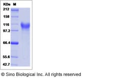 Sino Biological Human MEGF10 Protein (His Tag) 100ug, Quantity: Each of