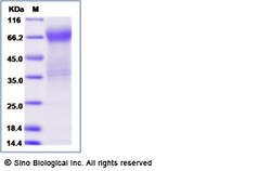 Sino Biological Human MILR1 / Allergin 1 Protein (Fc Tag) 100ug, Quantity: