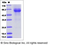 Sino Biological Recombinant Human ILT3/LILRB4 Protein (ECD, hFc Tag), HPLC-verified,