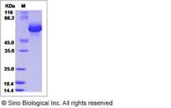 Sino Biological Human LILRB5/CD85c/LIR-8 Protein (ECD, His Tag), Biotinylated