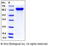 Sino Biological Influenza A H1N1 (A/England/195/2009) Hemagglutinin / HA