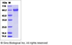 Sino Biological Influenza A H3N2 (A/Netherlands/178/1995) (RG145K) Hemagglutinin