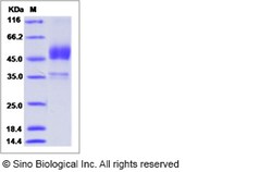 Sino Biological Recombinant Mouse BMPRIB Protein (hFc Tag), Quantity: Each