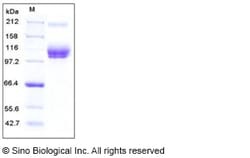 Sino Biological Recombinant Mouse CD166/ALCAM Protein (His & hFc Tag),