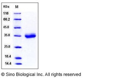 Sino Biological Recombinant Mouse CXADR/CAR Protein (His Tag), Quantity: