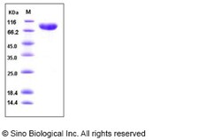 Sino Biological Mouse CD14 Protein (His & Fc Tag) 100ug, Quantity: Each