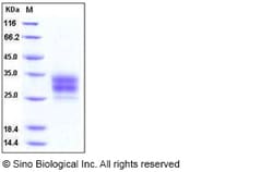 Sino Biological Recombinant Mouse CD16-2/FCGR4/Fc gamma RIV Protein (His