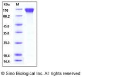 Sino Biological Mouse CD62L / L-Selectin / SELL Protein (His & Fc Tag)