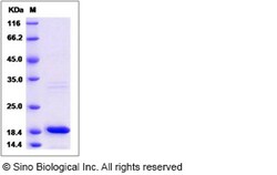 Sino Biological Mouse IL18 / IL-18 Protein 20ug, Quantity: Each of 1