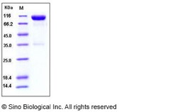 Sino Biological Mouse Axl Kinase Protein (His & Fc Tag) 100ug, Quantity: