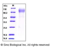 Sino Biological Recombinant Mouse TPO/Thrombopoietin Protein (His Tag),