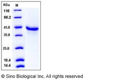 Sino Biological Recombinant Mouse BMP-3B/GDF-10 Protein (hFc Tag), Quantity: