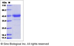 Sino Biological Recombinant Mouse Artemin Protein (hFc Tag), Quantity:
