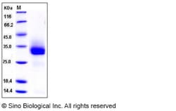 Sino Biological Mouse FGF18 / FGF-18 Protein (His Tag) 50ug, Quantity: