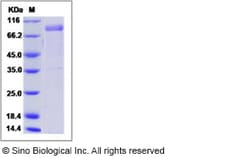Sino Biological Mouse CD1D / R3G1 Protein (His & Fc Tag) 100ug, Quantity: