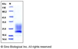 Sino Biological Recombinant Mouse REG4 Protein (His Tag), Quantity: Each