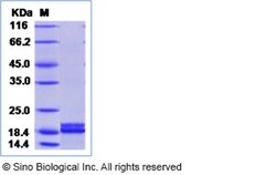 Sino Biological Mouse PLA2G2A Protein (His Tag) 50ug, Quantity: Each of