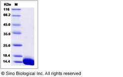 Sino Biological Recombinant Mouse S100A13 Protein (His Tag), Quantity: