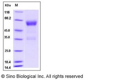Sino Biological Recombinant Mouse PILR-beta Protein (hFc Tag), Quantity: