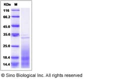 Sino Biological Mouse IL13 Protein 20ug, Quantity: Each of 1
