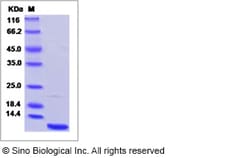 Sino Biological Recombinant Mouse GRO gamma/CXCL3 Protein (His Tag), Quantity:
