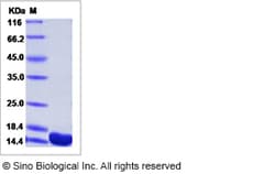Sino Biological Recombinant Mouse FKBP12 Protein (His Tag), Quantity: Each