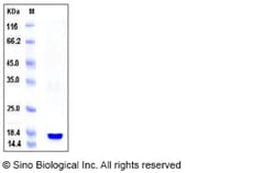 Sino Biological Recombinant Mouse Cyclophilin A Protein (His Tag), Quantity: