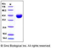 Sino Biological Recombinant Mouse Nectin-2 Protein (His Tag), HPLC-verified,