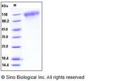 Sino Biological Recombinant Mouse TrkC Protein (His Tag), Quantity: Each